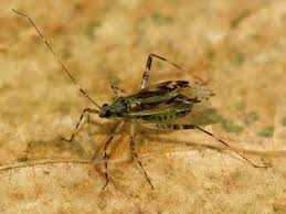 Attēlu rezultāti vaicājumam “Phytocoris longipennis”