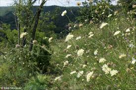 Attēlu rezultāti vaicājumam “Scabiosa ochroleuca”