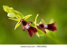 Attēlu rezultāti vaicājumam “Ophrys insectifera leaf”