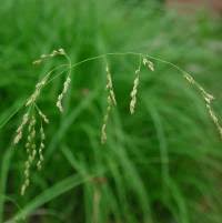 Attēlu rezultāti vaicājumam “Glyceria striata”