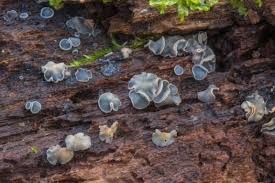 Attēlu rezultāti vaicājumam “Mollisia uda”