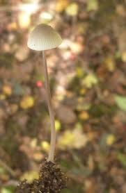 Attēlu rezultāti vaicājumam “Mycena filopes”