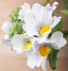 Image result for Elfenspiegel