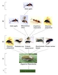Attēlu rezultāti vaicājumam “Zygaena sp.”
