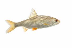 Image result for Moxostoma carinatum