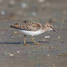 Image result for Calidris minutilla