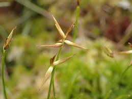 Attēlu rezultāti vaicājumam “Carex pauciflora”