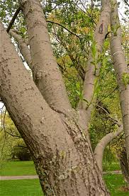 Attēlu rezultāti vaicājumam “Salix daphnoides leaf”