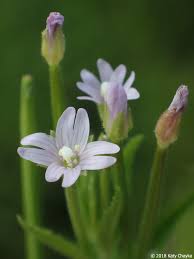Attēlu rezultāti vaicājumam “Epilobium roseum leaf”