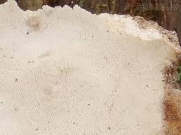 Attēlu rezultāti vaicājumam “Perenniporia medulla-panis”