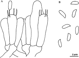 Attēlu rezultāti vaicājumam “Postia rennyi”