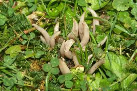 Attēlu rezultāti vaicājumam “Clavaria fumosa”