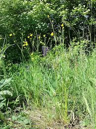 Attēlu rezultāti vaicājumam “Ranunculus polyanthemos”