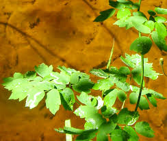 Attēlu rezultāti vaicājumam “Phytomyza minuscula”