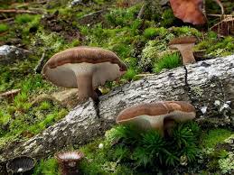 Attēlu rezultāti vaicājumam “Polyporus brumalis”