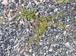 Attēlu rezultāti vaicājumam “Chenopodium polyspermum var. acutifolium”