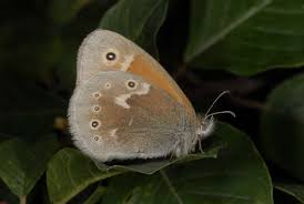 Attēlu rezultāti vaicājumam “Coenonympha tullia”