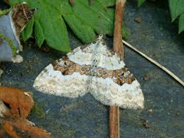 Attēlu rezultāti vaicājumam “Xanthorhoe montanata”