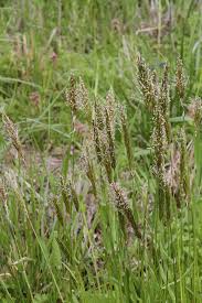 Attēlu rezultāti vaicājumam “Anthoxanthum odoratum”