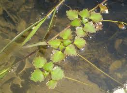 Attēlu rezultāti vaicājumam “Trapa natans”