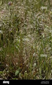 Attēlu rezultāti vaicājumam “Corynephorus canescens flower”