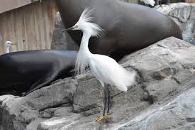 Image result for Egretta thula