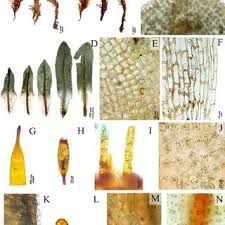 Attēlu rezultāti vaicājumam “Encalypta streptocarpa sporophyte”