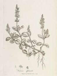 Attēlu rezultāti vaicājumam “Veronica officinalis fruit”