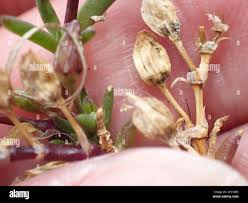 Attēlu rezultāti vaicājumam “Spergularia marina bud”