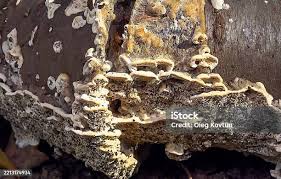 Attēlu rezultāti vaicājumam “Postia undosa”