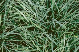 Attēlu rezultāti vaicājumam “Carex panicea”