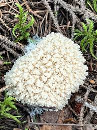 Attēlu rezultāti vaicājumam “Brefeldia maxima young”