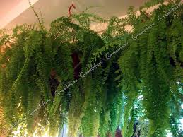 Image result for НЕФРОЛЕПИС (Nephrolepis