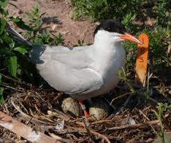 Attēlu rezultāti vaicājumam “Sterna”