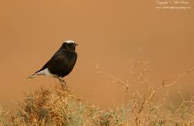 Image result for Oenanthe leucopyga