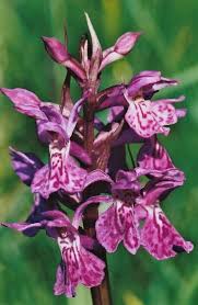 Attēlu rezultāti vaicājumam “Dactylorhiza maculata leaf”