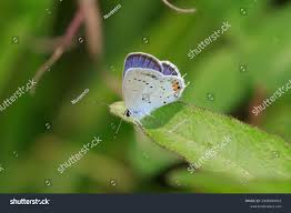 Attēlu rezultāti vaicājumam “Everes argiades”