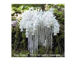 Attēlu rezultāti vaicājumam “Plantago uniflora flower”