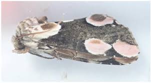 Attēlu rezultāti vaicājumam “Thyatira batis imago”