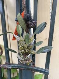 Attēlu rezultāti vaicājumam “Didymium aggregatum”