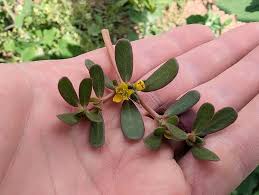 Attēlu rezultāti vaicājumam “Portulaca oleracea leaf”
