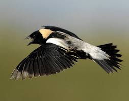 Image result for Dolichonyx oryzivorus