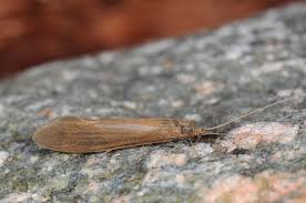 Attēlu rezultāti vaicājumam “Oecetis ochracea”