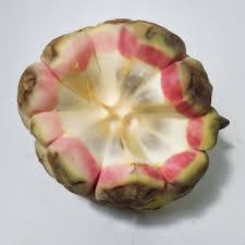 Attēlu rezultāti vaicājumam “Cardaminopsis arenosa fruit”