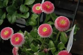 Image result for Bellis perennis