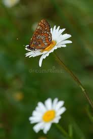 Attēlu rezultāti vaicājumam “Euphydryas maturna pupa”