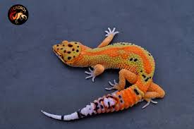 Attēlu rezultāti vaicājumam “Lycogala exiguum aggr.”