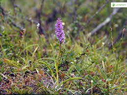 Attēlu rezultāti vaicājumam “Gymnadenia conopsea fruit”