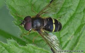 Attēlu rezultāti vaicājumam “Dasysyrphus tricinctus”