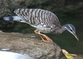 Attēlu rezultāti vaicājumam “Gruiformes”